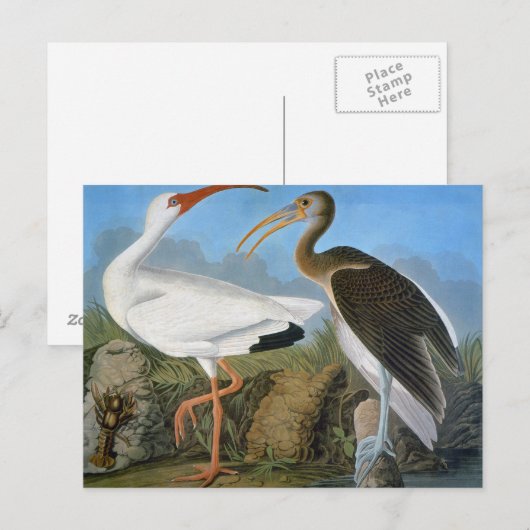 Audubon: witte ibis briefkaart (Voorkant / Achterkant)