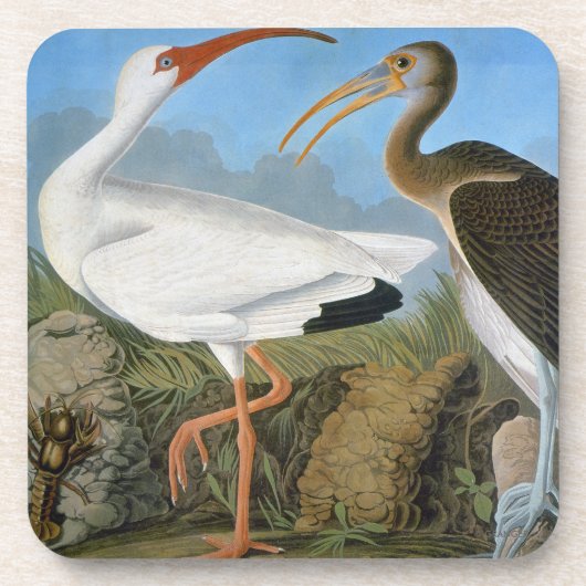 Audubon: Witte Ibis Drankjes Onderzetter (Voorkant)