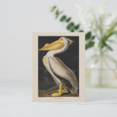 Audubon Witte Pelikaan Vogel Amerika Briefkaart (Staand voorkant)