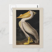 Audubon Witte Pelikaan Vogel Amerika Briefkaart (Voorkant / Achterkant)