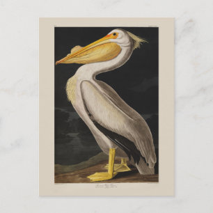 Audubon Witte Pelikaan Vogel Amerika Briefkaart