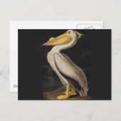 Audubon Witte Pelikaan Vogel Amerika Briefkaart (Voorkant / Achterkant)