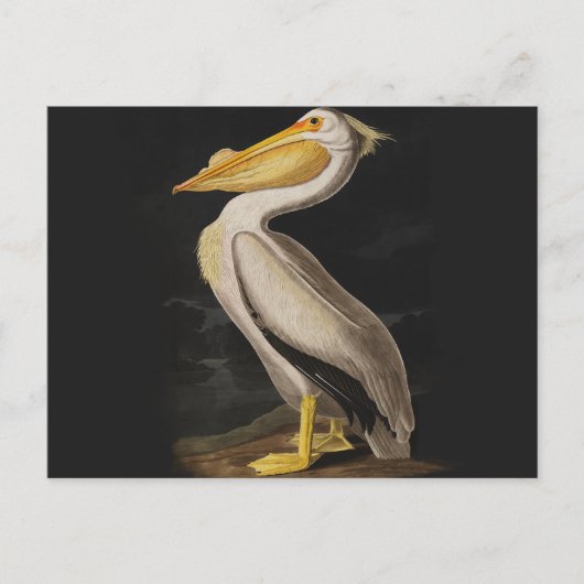 Audubon Witte Pelikaan Vogel Amerika Briefkaart (Voorkant)
