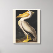 Audubon Witte Pelikaan Vogel Amerika Canvas Afdruk (Voorkant)