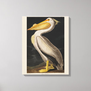 Audubon Witte Pelikaan Vogel Amerika Canvas Afdruk