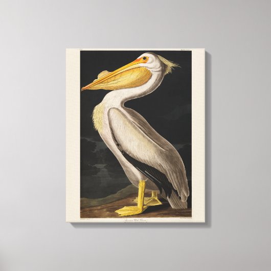 Audubon Witte Pelikaan Vogel Amerika Canvas Afdruk (Voorkant)