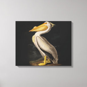 Audubon Witte Pelikaan Vogel Amerika Canvas Afdruk