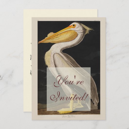 Audubon Witte Pelikaan Vogel Amerika Kaart (Voorkant / Achterkant)