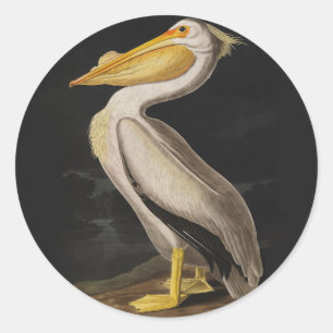 Audubon Witte Pelikaan Vogel Amerika Ronde Sticker