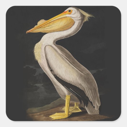 Audubon Witte Pelikaan Vogel Amerika Vierkante Sticker (Voorkant)