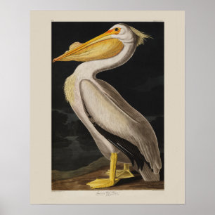 Audubon Witte Pelikaan Vogel Vintage Print