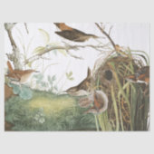 Audubon Wren Nest Birds Wildlife Weefpapier Tissuepapier (Voorkant)