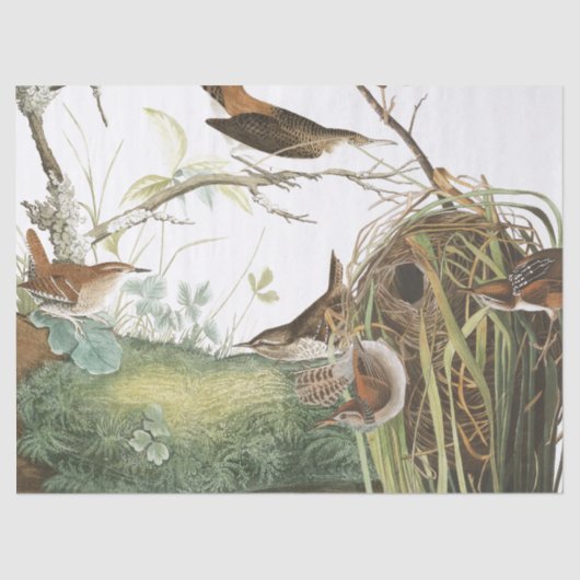 Audubon Wren Nest Birds Wildlife Weefpapier Tissuepapier (Voorkant)