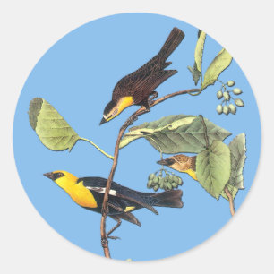 Audubon Yellow Heed Blackbird Bird Art Stickers
