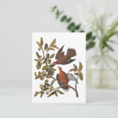 Audubon Zenaida Duif met bloemen Briefkaart (Staand voorkant)