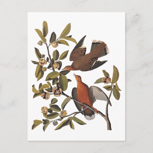 Audubon Zenaida Duif met bloemen Briefkaart (Voorkant)