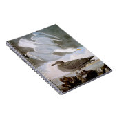 Audubon: Zilvermeeuw Notitieboek (Rechterzijde)
