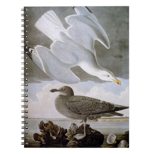 Audubon: Zilvermeeuw Notitieboek (Voorkant)
