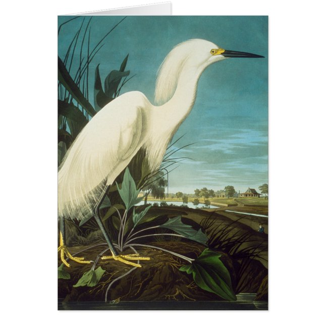 Audubon: Zilverreiger (Voorkant)