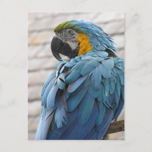 Audubon Zoo Briefkaart (Voorkant)