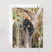 Audubon Zoo Briefkaart (Voorkant / Achterkant)