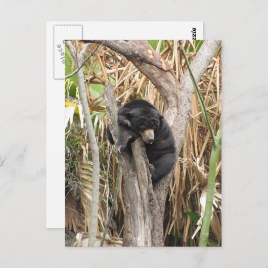 Audubon Zoo Briefkaart (Voorkant / Achterkant)