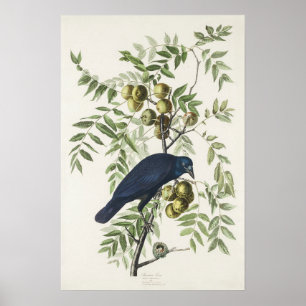 Audubon Zwarte Kraai Amerikaanse Vogel Illustratie Poster