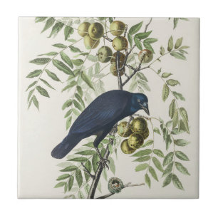 Audubon Zwarte Kraai Amerikaanse Vogel Illustratie Tegeltje