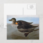 Audubon: Zwarte Zeeëend Briefkaart (Voorkant / Achterkant)