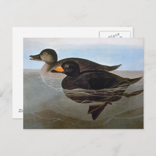 Audubon: Zwarte Zeeëend Briefkaart (Voorkant / Achterkant)