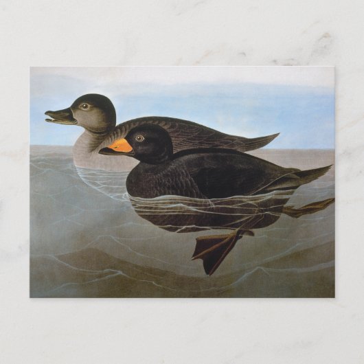 Audubon: Zwarte Zeeëend Briefkaart (Voorkant)