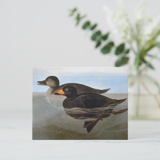Audubon: Zwarte Zeeëend Briefkaart (Staand voorkant)