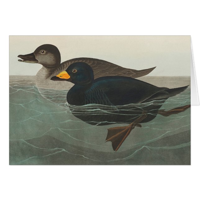 Audubon Zwarte Zwartkop Print: Vintage Kust Eend (Voorkant Horizontaal)