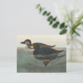 Audubon Zwarte Zwartkop Print: Vintage Kust Eend Briefkaart (Staand voorkant)
