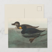 Audubon Zwarte Zwartkop Print: Vintage Kust Eend Briefkaart (Voorkant / Achterkant)