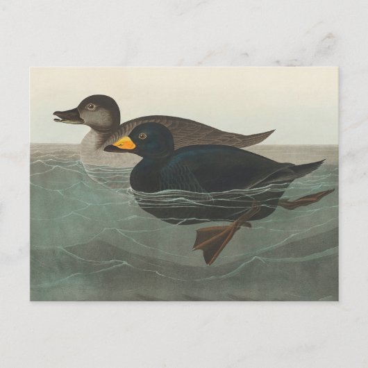 Audubon Zwarte Zwartkop Print: Vintage Kust Eend Briefkaart (Voorkant)