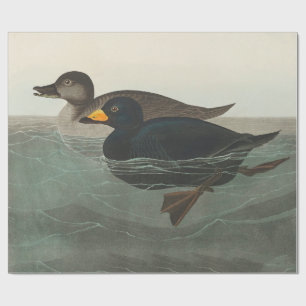 Audubon Zwarte Zwartkop Print: Vintage Kust Eend Cadeaupapier