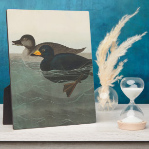 Audubon Zwarte Zwartkop Print: Vintage Kust Eend Fotoplaat