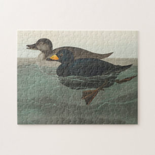 Audubon Zwarte Zwartkop Print: Vintage Kust Eend Legpuzzel