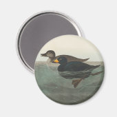 Audubon Zwarte Zwartkop Print: Vintage Kust Eend Magneet (Voorkant / Achterkant)