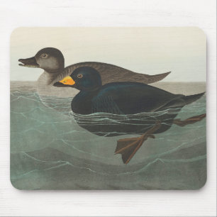 Audubon Zwarte Zwartkop Print: Vintage Kust Eend Muismat