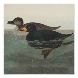 Audubon Zwarte Zwartkop Print: Vintage Kust Eend Perfect Poster