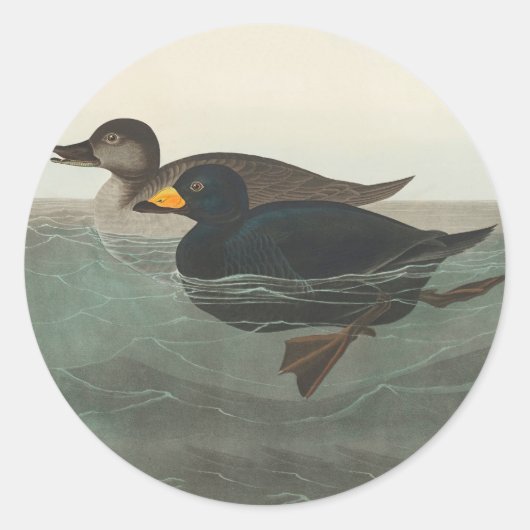 Audubon Zwarte Zwartkop Print: Vintage Kust Eend Ronde Sticker (Voorkant)