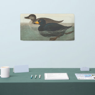 Audubon Zwarte Zwartkop Print: Vintage Kust Eend Spandoek