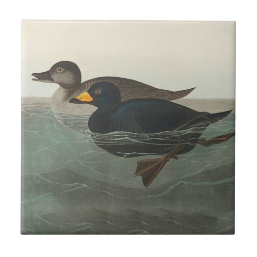 Audubon Zwarte Zwartkop Print: Vintage Kust Eend Tegeltje (Voorkant)