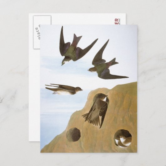 Audubon: Zweden Briefkaart (Voorkant / Achterkant)