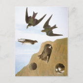 Audubon: Zweden Briefkaart (Voorkant)