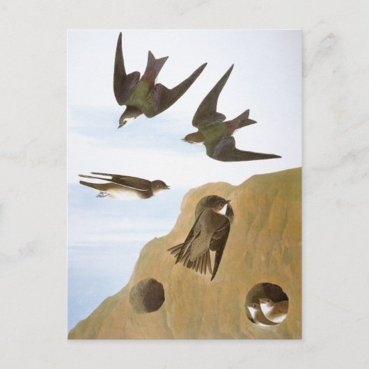 Audubon: Zweden Briefkaart (Voorkant)