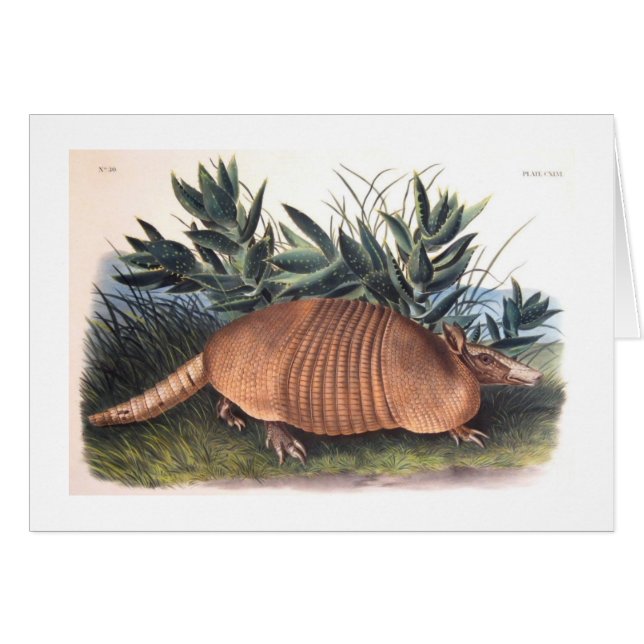 Audubon's Armadillo (Voorkant Horizontaal)