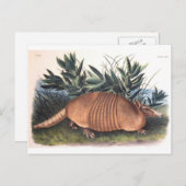 Audubon's Armadillo Briefkaart (Voorkant / Achterkant)